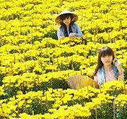 Làng nghề trồng hoa Sađéc