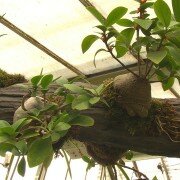 Lạ kỳ cây thuốc Bí Kỳ Nam