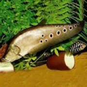 Kinh nghiệm nuôi cá thát lát cườm