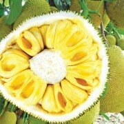 Trồng mít không hạt