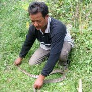Kiếm tiền tỉ nhờ nuôi thú “độc”
