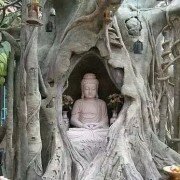 Tượng nghệ thuật trên thân cây sống