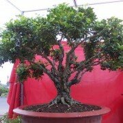 Những trường phái bonsai trên thế giới