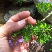 Phân biệt các chủng loại linh sam