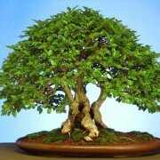 Nghệ thuật Bonsai Nhật Bản – Tổng quan và minh họa bằng video
