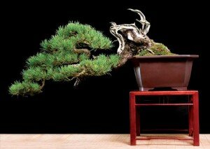 Thưởng thức 30 cây bonsai đẳng cấp – ấn tượng