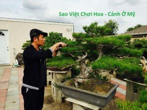 “Sao Việt” chơi Hoa – Cảnh ở Mỹ