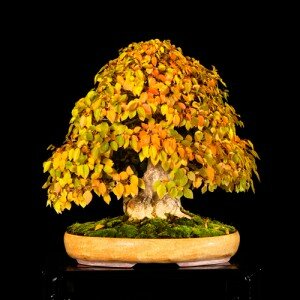 Chiêm ngưỡng những “kỳ tác” của thế giới Bonsai hiện đại