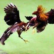 Bí quyết chơi gà đá theo cổ thư “kinh kê diễn nghĩa”
