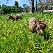 Vinpearl Safari Phú Quốc chào đón 2 cặp hổ Bengal ra đời