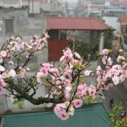 28 kinh nghiệm quý về “nghề” chơi cây cảnh