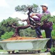 Vườn Huế và phong cách chơi cây cảnh xứ Huế