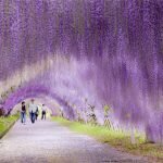 Đường hầm hoa Tử Đằng tại công viên Ashikaga Nhật Bản