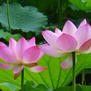 Loài hoa đến từ thiên trượng