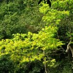 Người tiên phong bảo tồn giống mai vàng Yên Tử