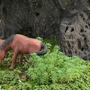 Bàn về Rêu và Cỏ: kinh nghiệm tạo rêu và đắp rêu cho bonsai