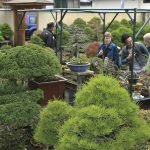 Thăm Vườn Bonsai Daiju-en Nhật Bản và Xưởng SX Chậu Cây Cảnh