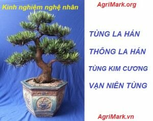 Những kinh nghiệm về cây Tùng La Hán