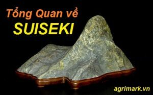 Tổng quan về nghệ thuật đá cảnh Suiseki