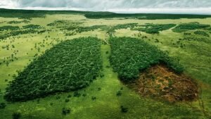 Giải pháp khoa học ít tốn kém và hiệu quả để chống nạn phá rừng