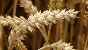 Lịch sử hạt gạo cổ có thể được viết lại nhờ khám phá ở dãy núi Alps