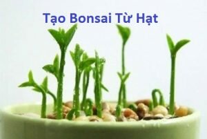 Tạo một cây Bonsai bắt đầu từ hạt
