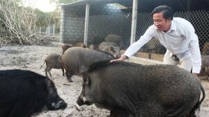 Nông dân xuống biển nuôi lợn rừng