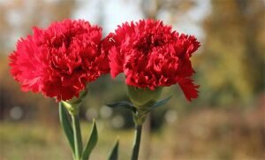 Kỹ thuật & Kinh nghiệm trồng Hoa Cẩm Chướng từ cành